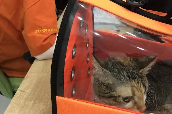 Vets&amp;Pets Veteriner Kliniği-Şebnem Beşevlek - Resim 6