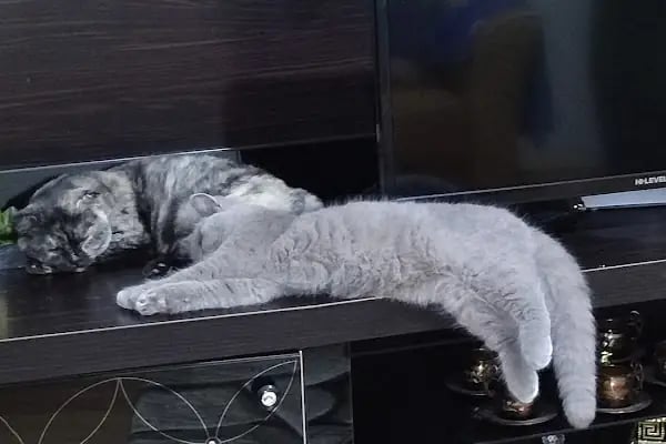 Vets&amp;Pets Veteriner Kliniği-Şebnem Beşevlek - Resim 7