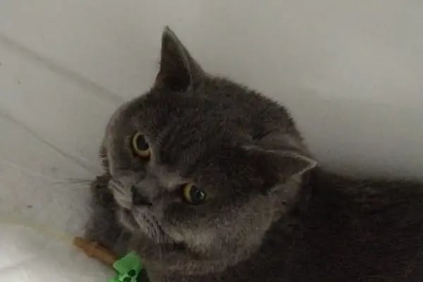 Vets&amp;Pets Veteriner Kliniği-Şebnem Beşevlek - Resim 18