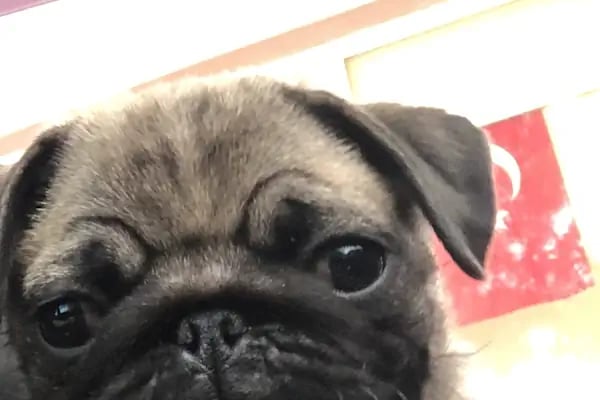 Vets&amp;Pets Veteriner Kliniği-Şebnem Beşevlek - Resim 12