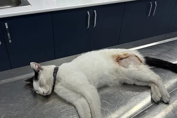 Vets&amp;Pets Veteriner Kliniği-Şebnem Beşevlek - Resim 17