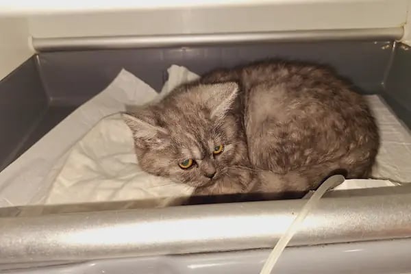 Vets&amp;Pets Veteriner Kliniği-Şebnem Beşevlek - Resim 5