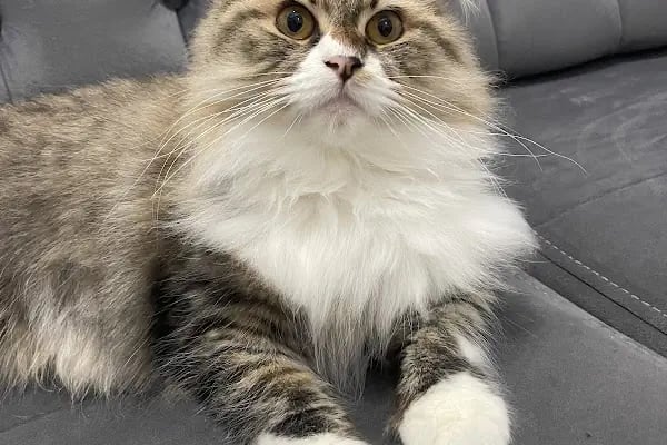 Vets&amp;Pets Veteriner Kliniği-Şebnem Beşevlek - Resim 3