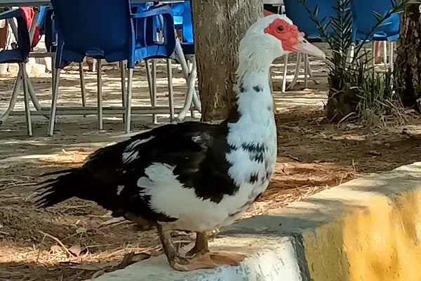 Ünlü Konaklama Kafe - Resim 4