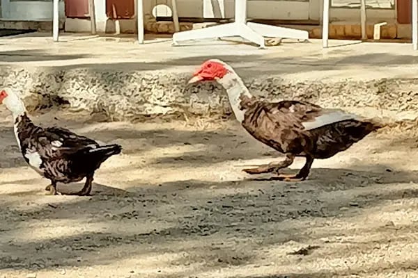 Ünlü Konaklama Kafe - Resim 6