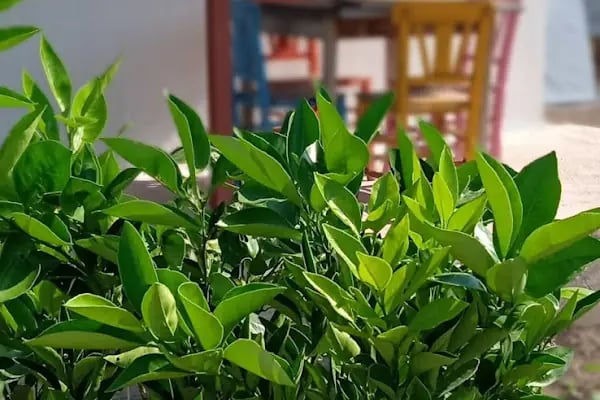 LAVİLLA APART EVLER - Resim 5