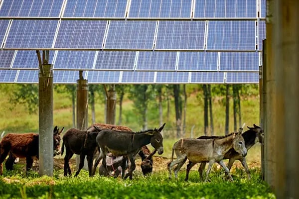 Ozaak Solar Enerji, İnşaat, Telekom, Fiber, Makine, Gıda Sanayi ve Ticaret Anonim Şirketi - Resim 17