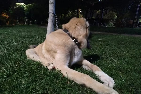 Meskenler Parkı - Resim 17