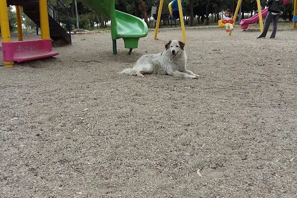 Buca Ötüken Dinlenme Alanı - Resim 17
