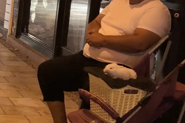 Bodrum Hayvan Hakları Derneği - Resim 2
