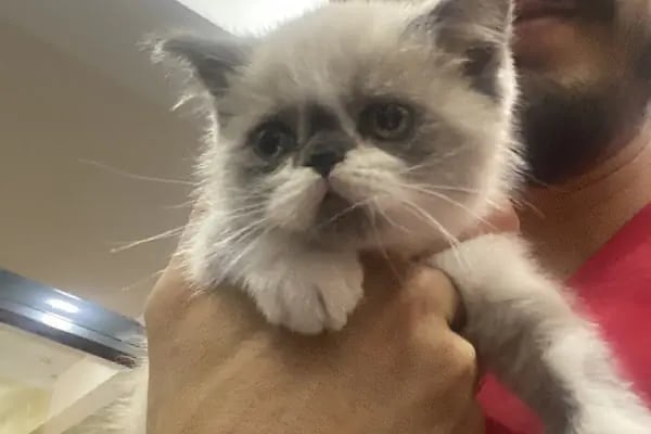 City Vet Veteriner Kliniği - Resim 5