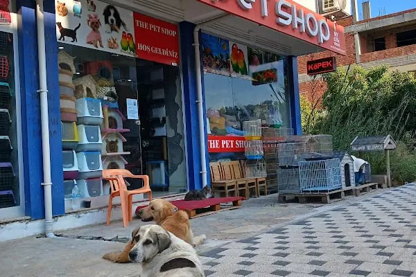 THE PET SHOP - Resim 4
