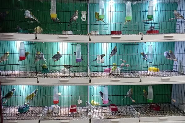 THE PET SHOP - Resim 5