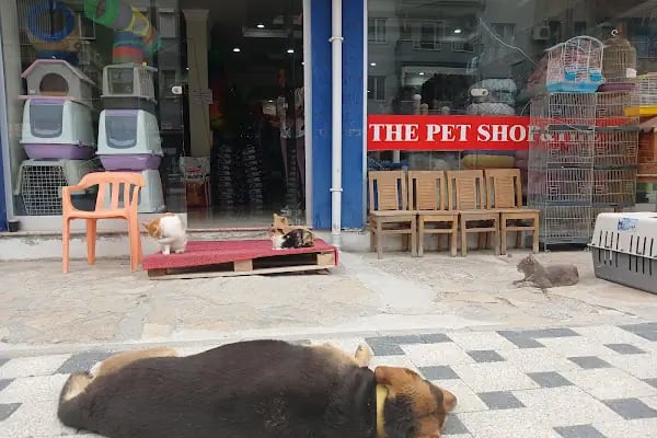 THE PET SHOP - Resim 17