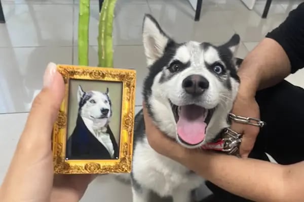 PetLife Veteriner Kliniği - Resim 12