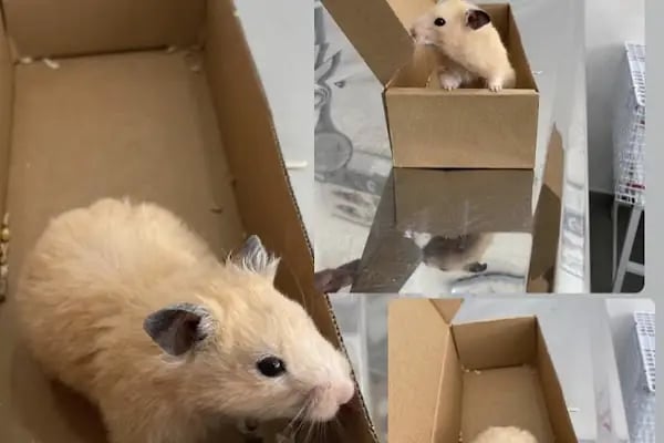PetLife Veteriner Kliniği - Resim 5