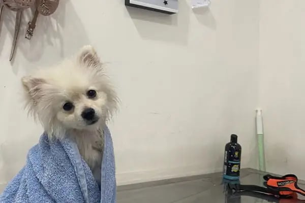 PetLife Veteriner Kliniği - Resim 11