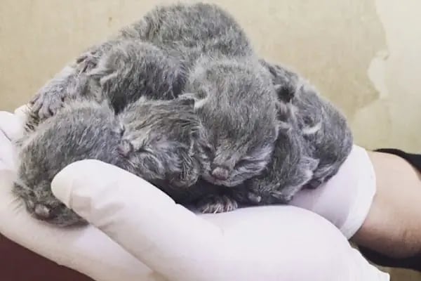 PetLife Veteriner Kliniği - Resim 15