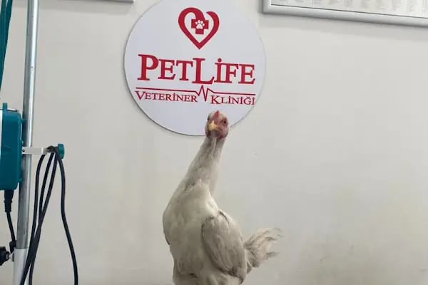 PetLife Veteriner Kliniği - Resim 9