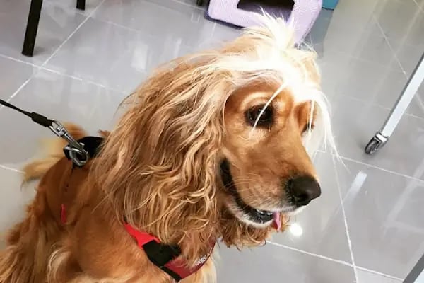 PetLife Veteriner Kliniği - Resim 19
