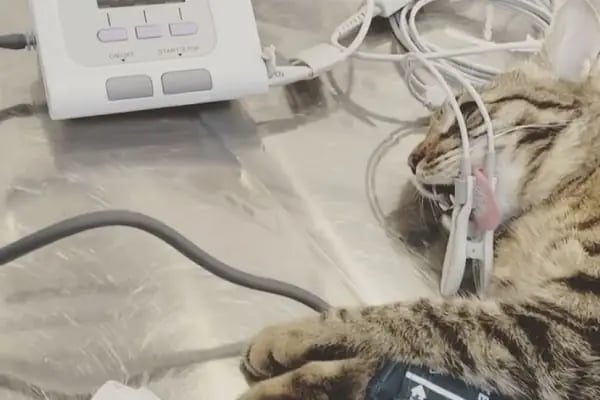 PetLife Veteriner Kliniği - Resim 18
