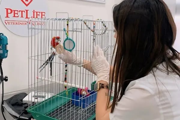 PetLife Veteriner Kliniği - Resim 2
