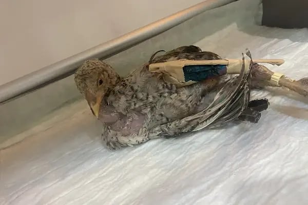 PetLife Veteriner Kliniği - Resim 17
