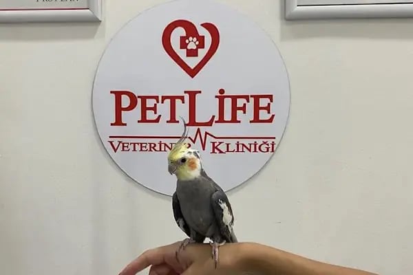 PetLife Veteriner Kliniği - Resim 16