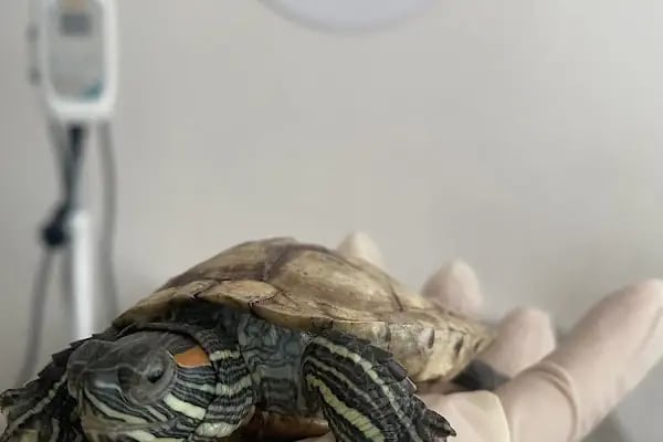 PetLife Veteriner Kliniği - Resim 6