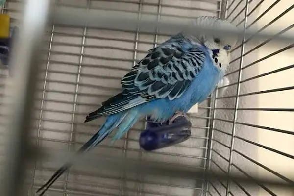 PetLife Veteriner Kliniği - Resim 4