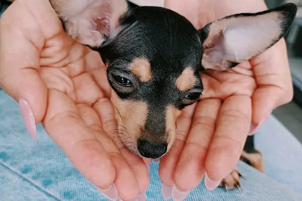 PetLife Veteriner Kliniği - Resim 8