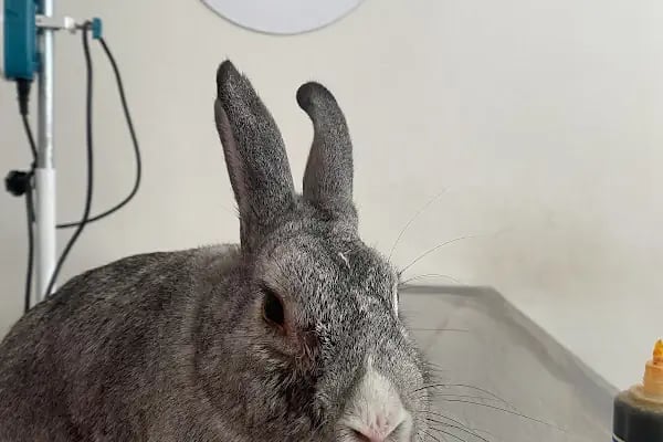 PetLife Veteriner Kliniği - Resim 7