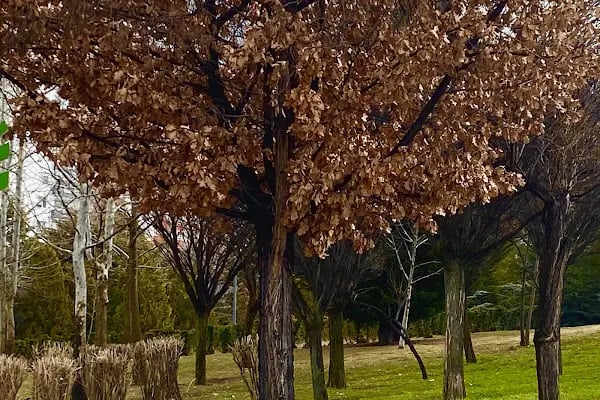 100.Yıl Parkı - Resim 13