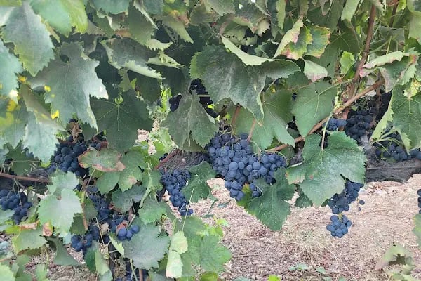 Garova Vineyards - Resim 5