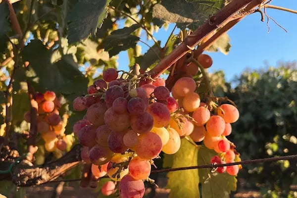 Garova Vineyards - Resim 1