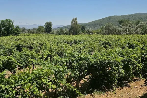 Garova Vineyards - Resim 2