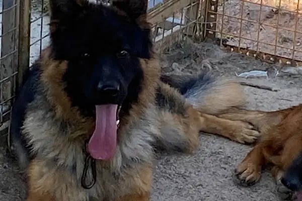 Doğa Köpek Üretim Çiftliği - Resim 11