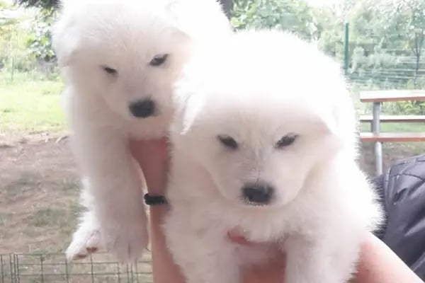 Doğa Köpek Üretim Çiftliği - Resim 14