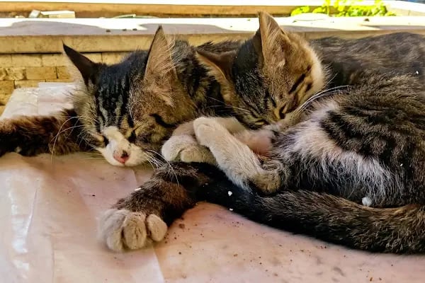 Alanya İlçe Göç İdaresi Müdürlüğü - Resim 15