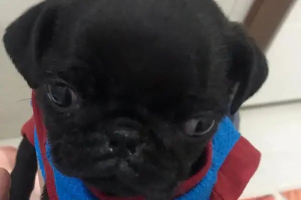 Ataşehir Barbaros Veteriner Kliniği -Ataşehir 7/24 Acil Veteriner-Acil Veteriner - Resim 15