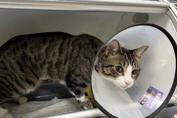 Ataşehir Barbaros Veteriner Kliniği -Ataşehir 7/24 Acil Veteriner-Acil Veteriner - Resim 9