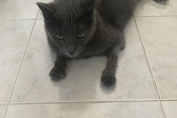 Ataşehir Barbaros Veteriner Kliniği -Ataşehir 7/24 Acil Veteriner-Acil Veteriner - Resim 13