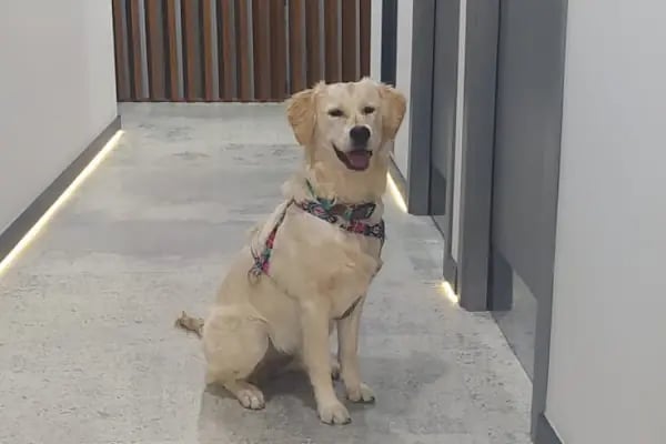 Ataşehir Barbaros Veteriner Kliniği -Ataşehir 7/24 Acil Veteriner-Acil Veteriner - Resim 17