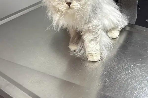 Ataşehir Barbaros Veteriner Kliniği -Ataşehir 7/24 Acil Veteriner-Acil Veteriner - Resim 10