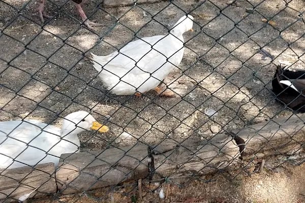 Toprak Ana Köy Yaşam Merkezi - Resim 6