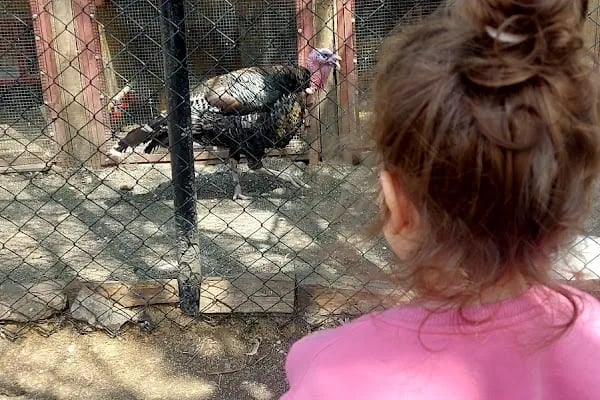 Toprak Ana Köy Yaşam Merkezi - Resim 7