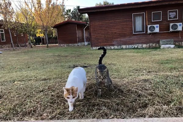 Antalya Alaaddin Keykubat Gençlik Kampı - Resim 14