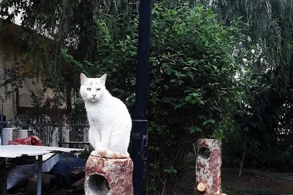 Yüzbaşı Şerafettin Parkı - Resim 11