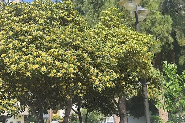 Yüzbaşı Şerafettin Parkı - Resim 10