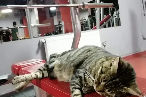 FLEX GYM - Resim 11